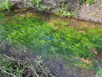 Terreno para Venda em Castelo Branco