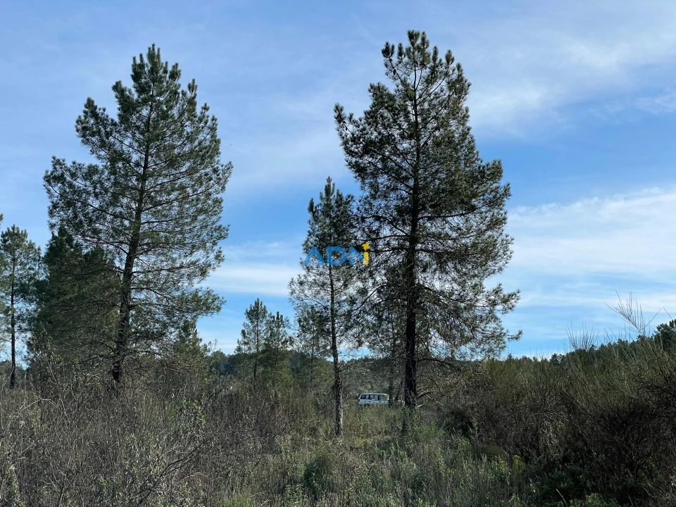 Terreno para Venda em Castelo Branco Foto 8