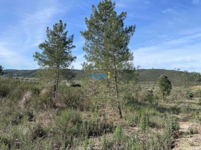 Terreno para Venda em Castelo Branco Foto 5