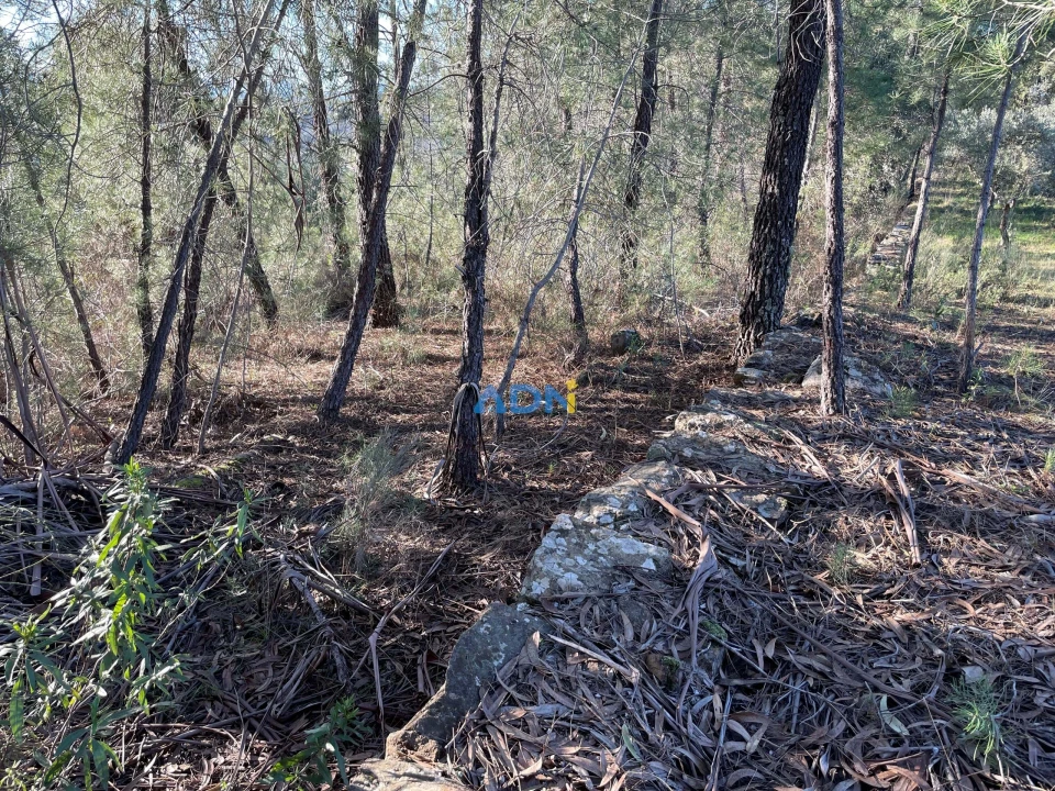 Terreno para Venda em Freixial e Juncal do Campo Foto 4