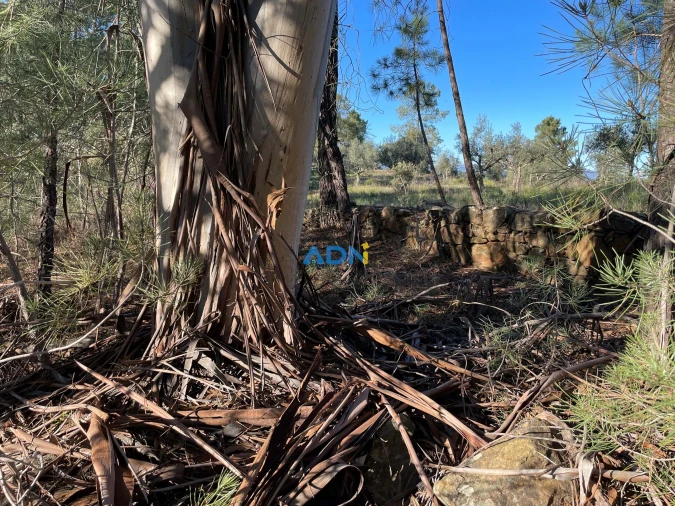 Terreno para Venda em Freixial e Juncal do Campo Foto 3