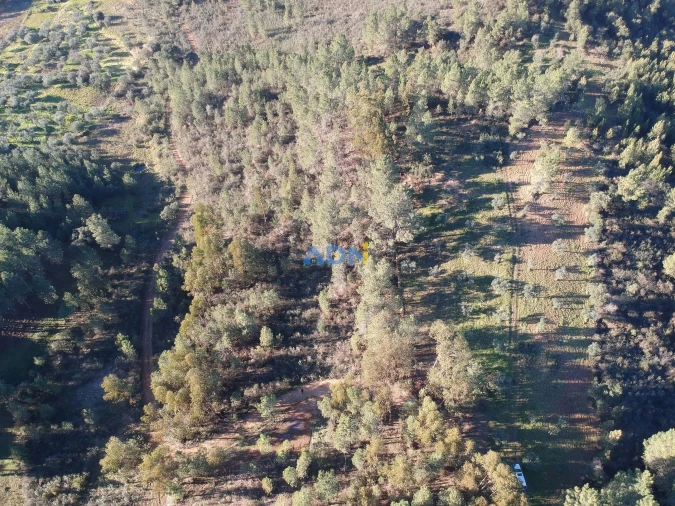 Terreno para Venda em Freixial e Juncal do Campo Foto 2