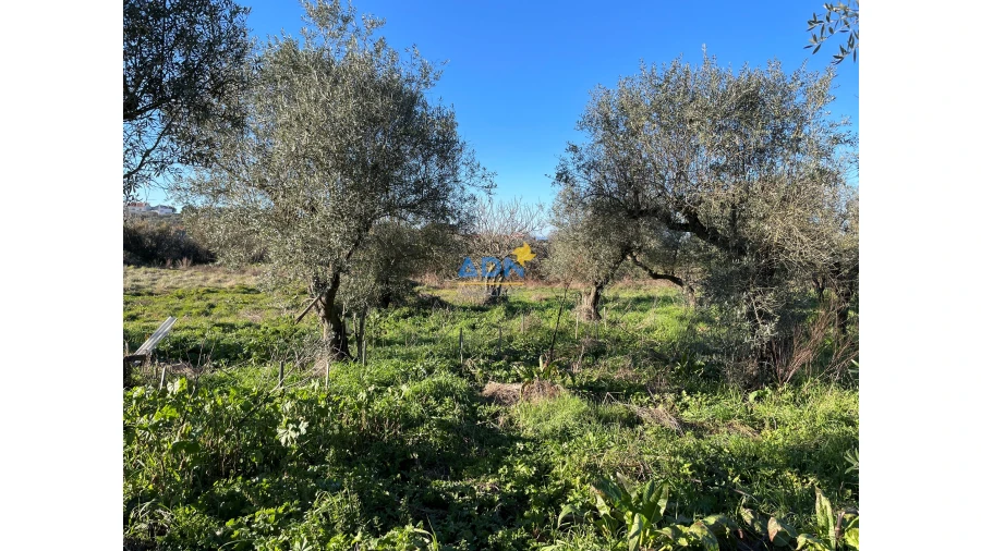 Quinta para Venda em Castelo Branco Foto 6