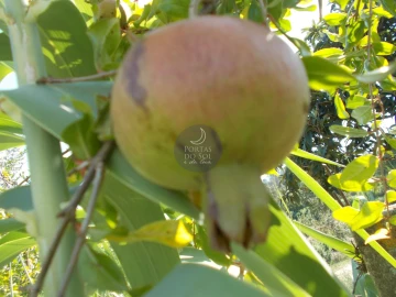 Terreno para Venda em Arneiro das Milhariças