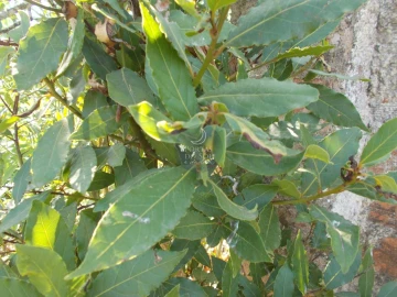 Terreno para Venda em Arneiro das Milhariças