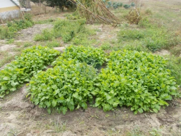 Terreno para Venda em Almoster