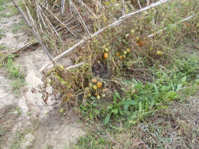 Terreno para Venda em Almoster Foto 2