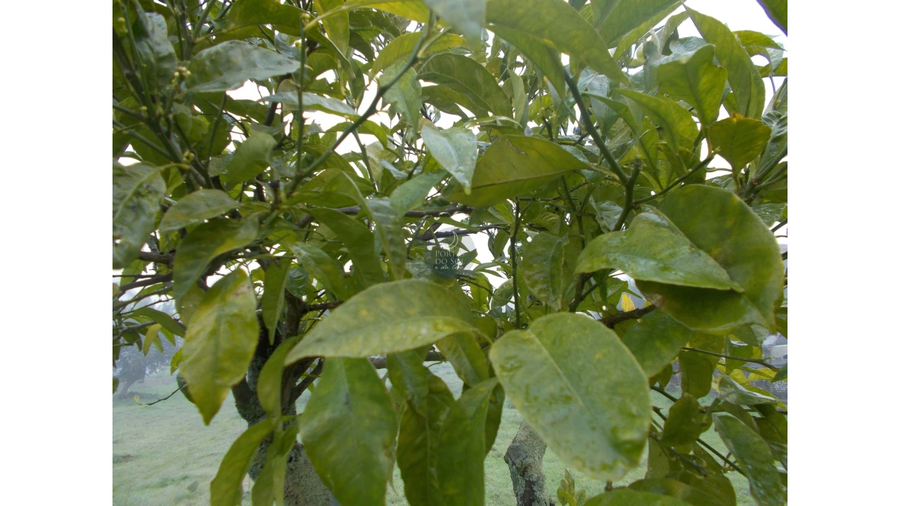 Terreno para Venda em Brogueira, Parceiros de Igreja e Alcorochel Foto 6