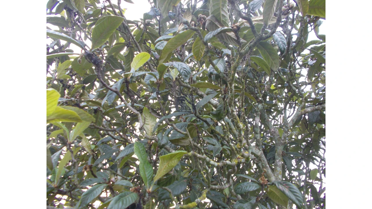 Terreno para Venda em Brogueira, Parceiros de Igreja e Alcorochel Foto 5