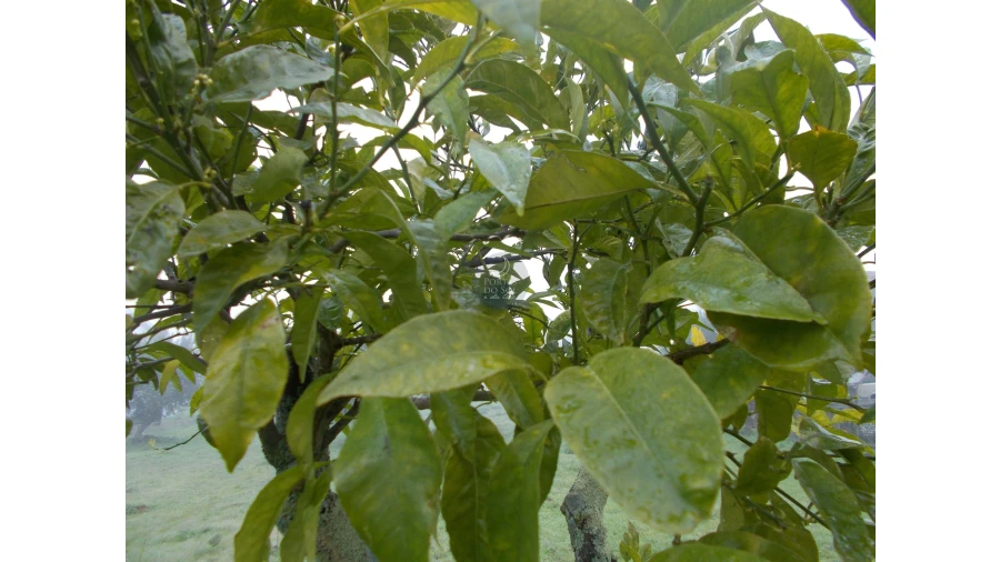 Terreno para Venda em Brogueira, Parceiros de Igreja e Alcorochel Foto 6