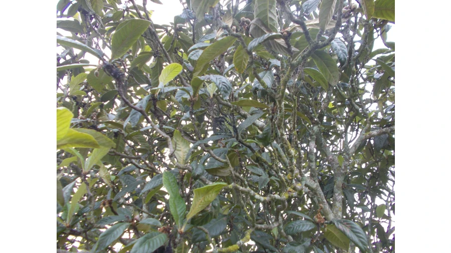 Terreno para Venda em Brogueira, Parceiros de Igreja e Alcorochel Foto 5