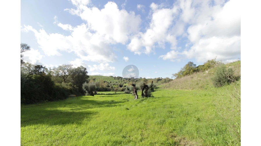 Terreno Agricola ou Rústico para Venda em Brogueira, Parceiros de Igreja e Alcorochel Foto 2