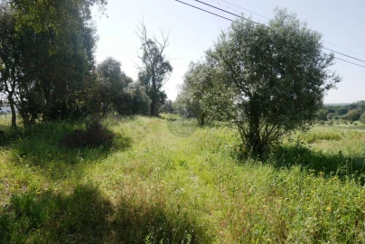 Terreno Agricola ou Rústico para Venda em Almoster