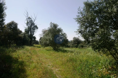 Terreno Agricola ou Rústico para Venda em Almoster