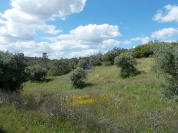 Terreno para Venda em Achete, Azoia de Baixo e Póvoa de Santarém