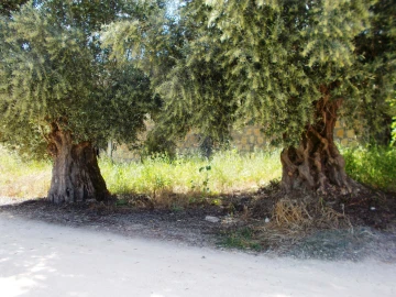 Terreno para Venda em Achete, Azoia de Baixo e Póvoa de Santarém
