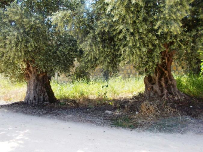Terreno para Venda em Achete, Azoia de Baixo e Póvoa de Santarém Foto 23