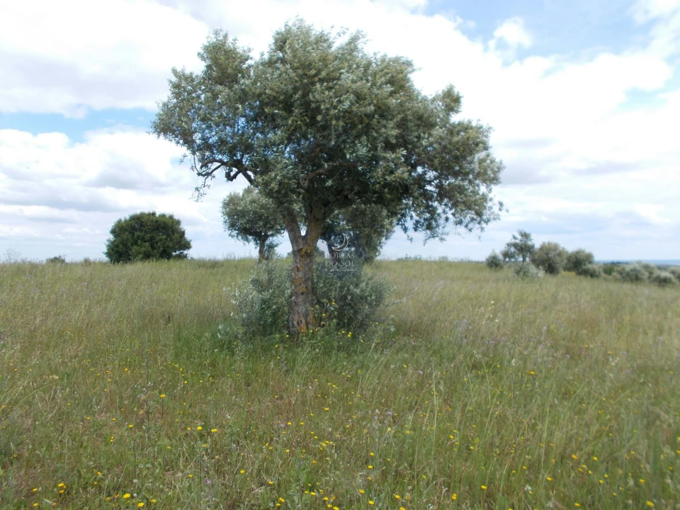 Terreno Agricola ou Rústico para Venda em Achete, Azoia de Baixo e Póvoa de Santarém Foto 1