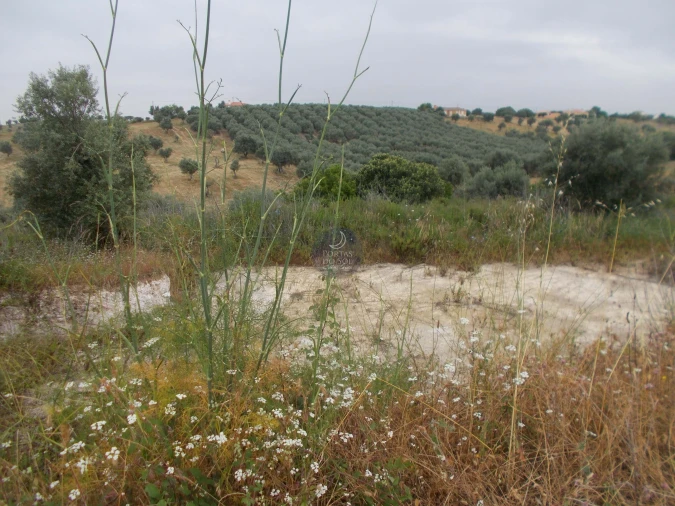 Terreno para Venda em Achete, Azoia de Baixo e Póvoa de Santarém Foto 2