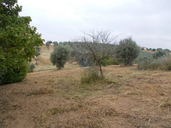 Terreno para Venda em Achete, Azoia de Baixo e Póvoa de Santarém Foto 3
