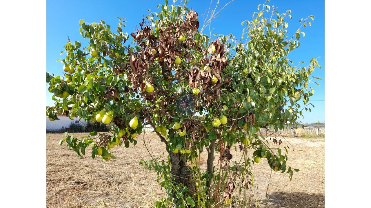 Moradia para Venda em Fazendas de Almeirim Foto 4
