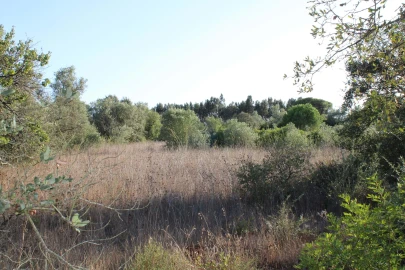 Terreno para Venda em Almoster