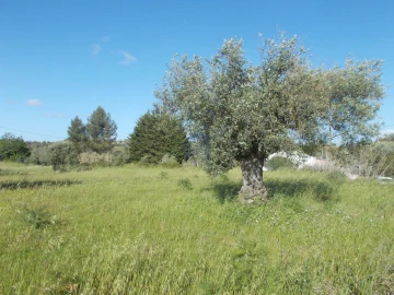 Terreno Agricola ou Rústico para Venda em Azoia de Cima e Tremês