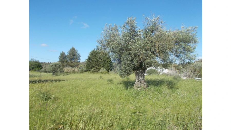 Terreno Agricola ou Rústico para Venda em Azoia de Cima e Tremês Foto 3