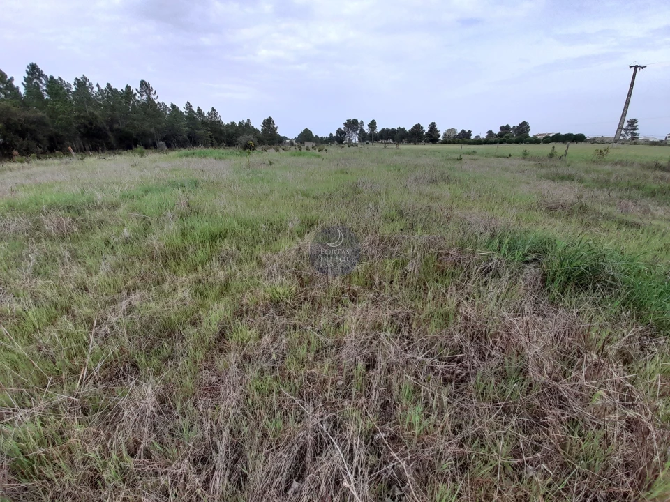 Terreno para Venda em Marinhais Foto 6