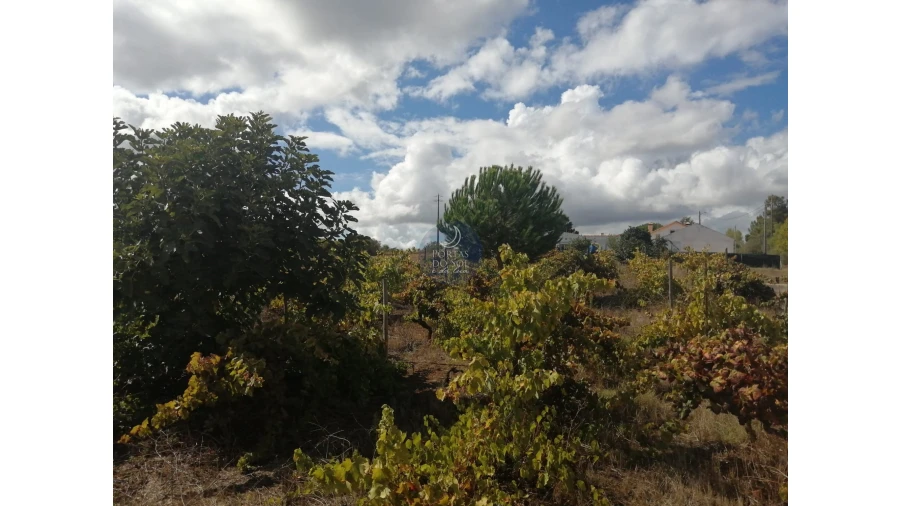 Terreno para Venda em Vila Chã de Ourique Foto 2