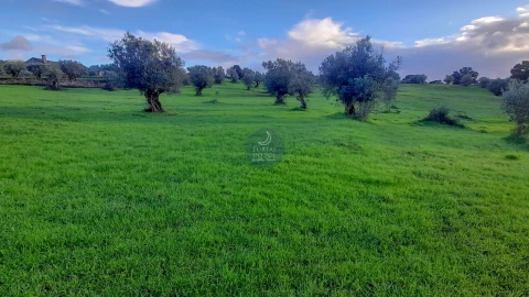 Armazém para Venda em Alcanede