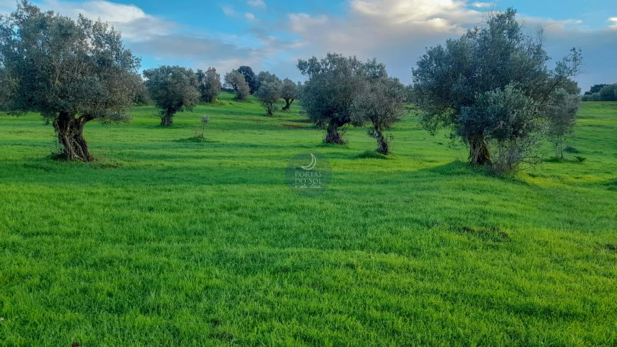 Armazém para Venda em Alcanede Foto 4