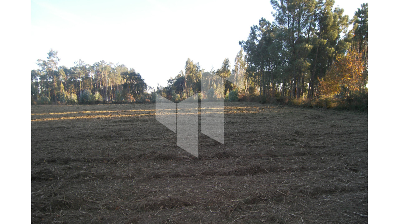 Terreno para Venda em Currelos, Papízios e Sobral Foto 6