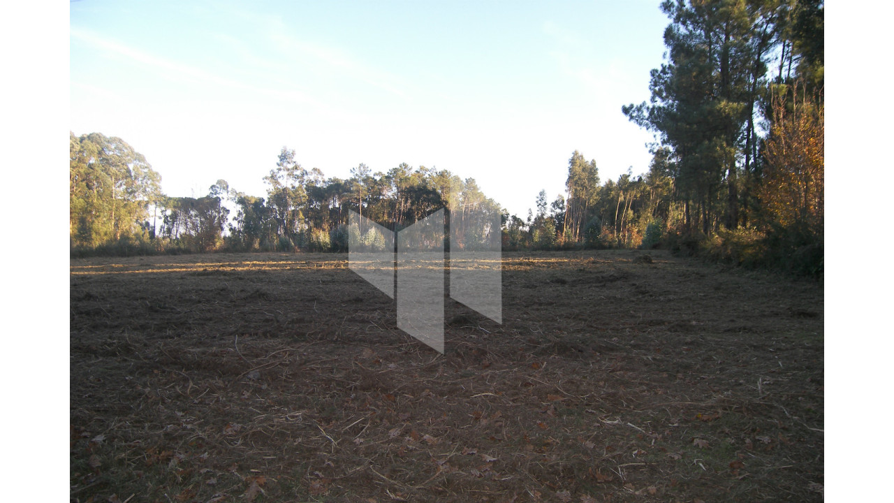 Terreno para Venda em Currelos, Papízios e Sobral Foto 8