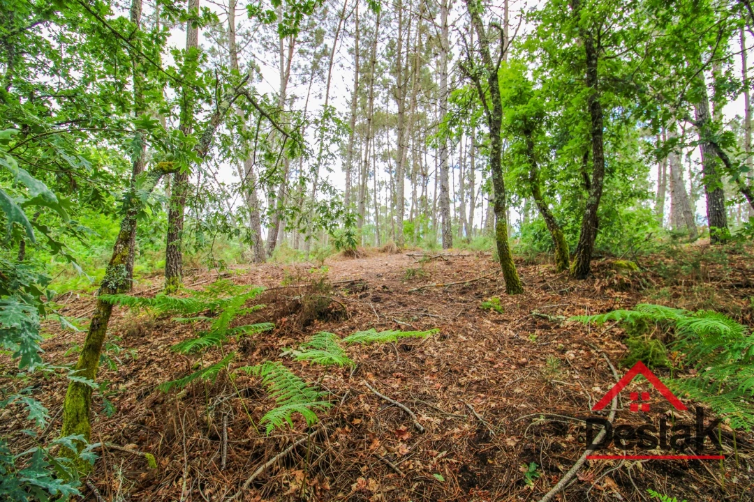 Terreno Agricola ou Rústico para Venda em São Pedro do Sul, Várzea e Baiões Foto 3