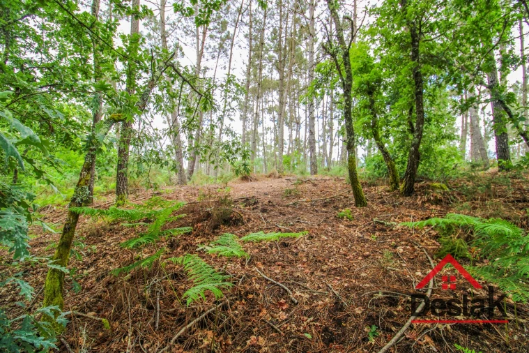 Terreno Agricola ou Rústico para Venda em São Pedro do Sul, Várzea e Baiões Foto 3