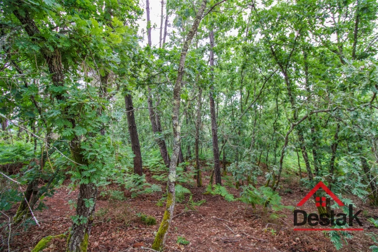 Terreno Agricola ou Rústico para Venda em São Pedro do Sul, Várzea e Baiões Foto 2