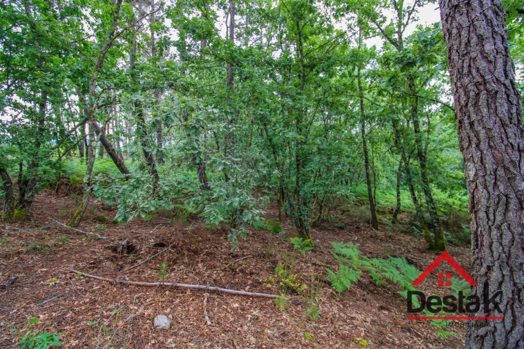 Terreno Agricola ou Rústico para Venda em São Pedro do Sul, Várzea e Baiões Foto 5