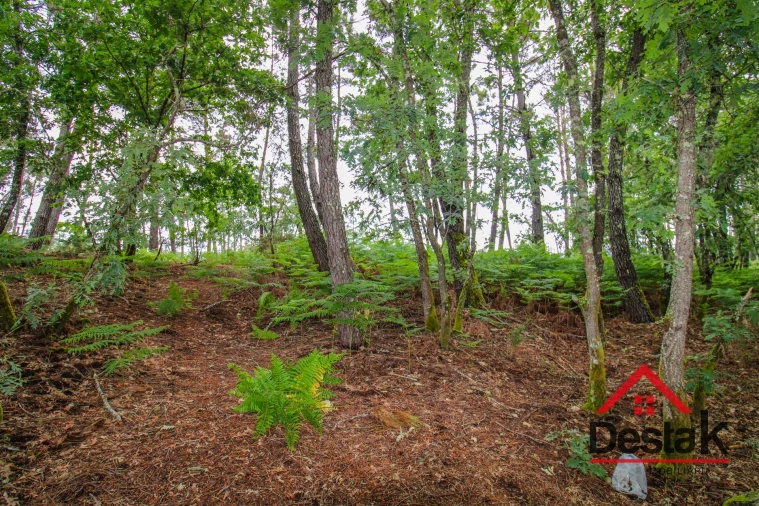 Terreno Agricola ou Rústico para Venda em São Pedro do Sul, Várzea e Baiões Foto 4