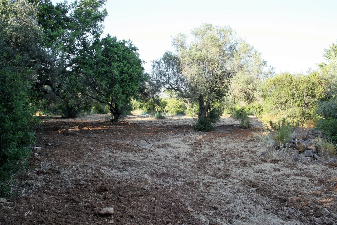 Terreno para Venda em Loule (São Clemente) Foto 6