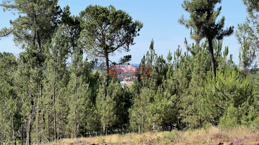 Terreno para Venda em São João de Lourosa