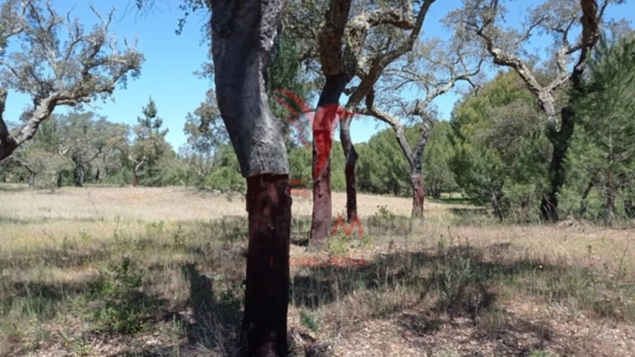 Terreno para Venda em Couço Foto 4