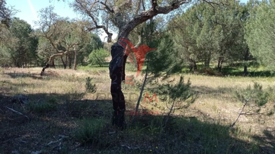 Terreno para Venda em Couço Foto 9