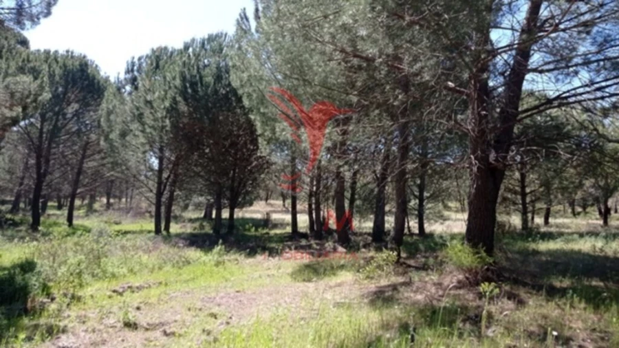 Terreno para Venda em Couço Foto 2