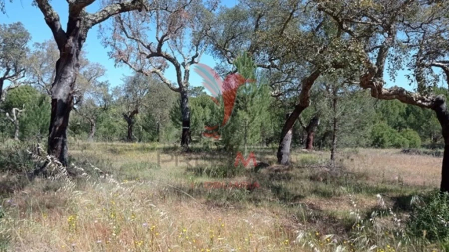 Terreno para Venda em Couço Foto 6