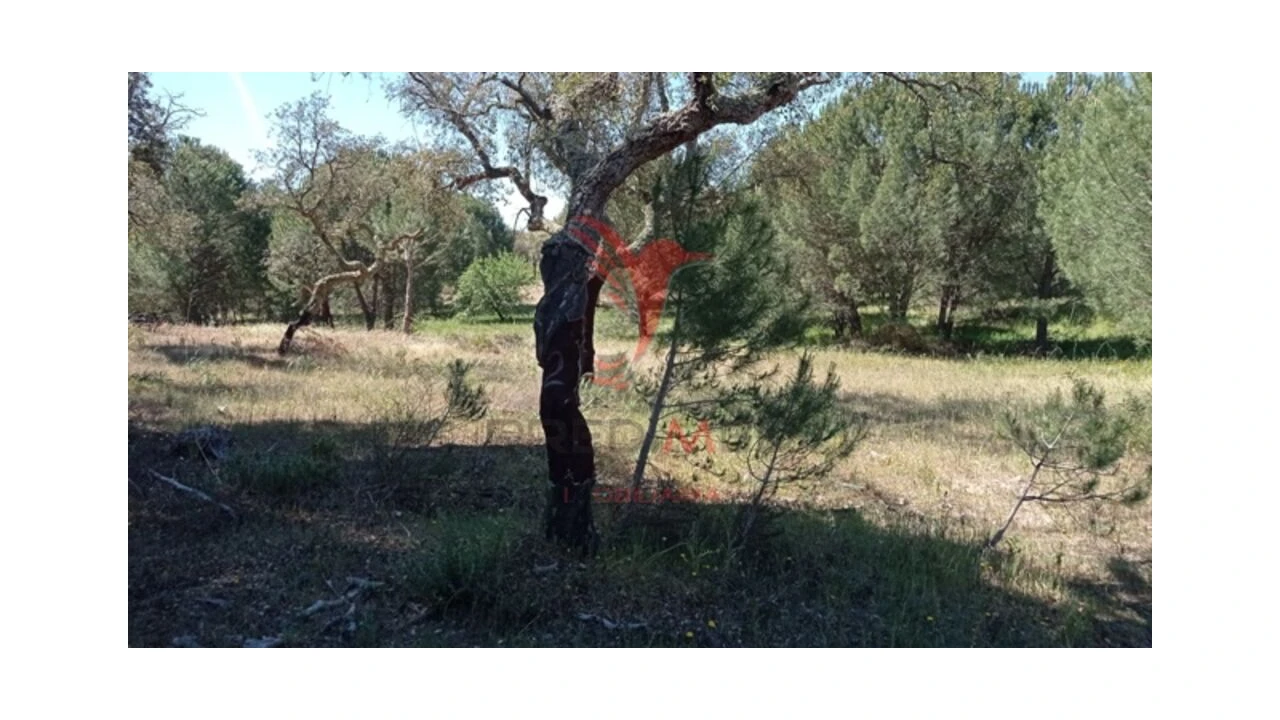 Terreno para Venda em Couço Foto 9