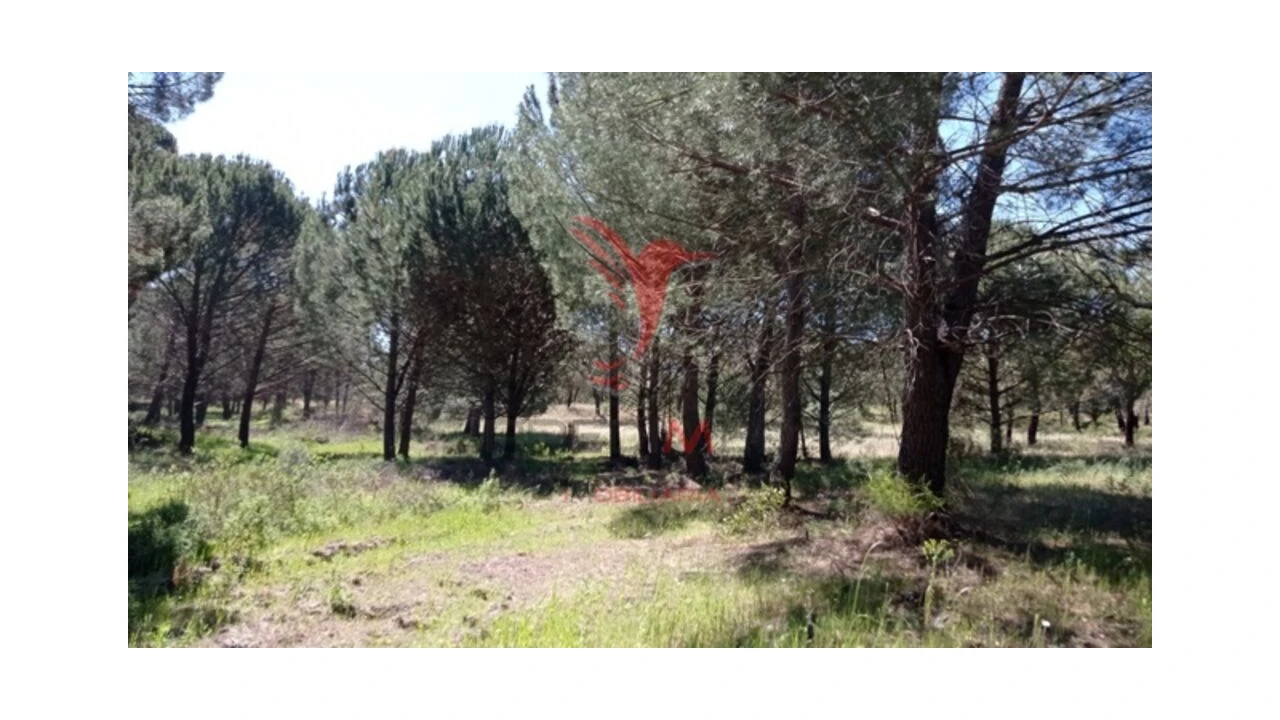 Terreno para Venda em Couço Foto 2