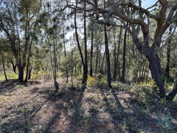 Terreno para Venda em Querença, Tôr e Benafim