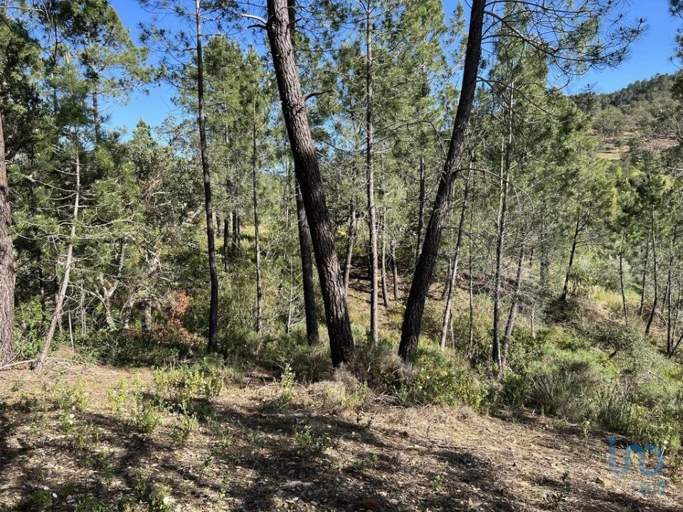 Terreno para Venda em Querença, Tôr e Benafim Foto 6