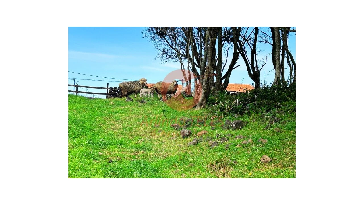Terreno para Venda em São Bras Foto 31
